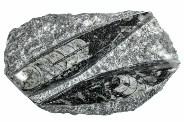 Polished Fossil Orthoceras Plate - Morocco #261315